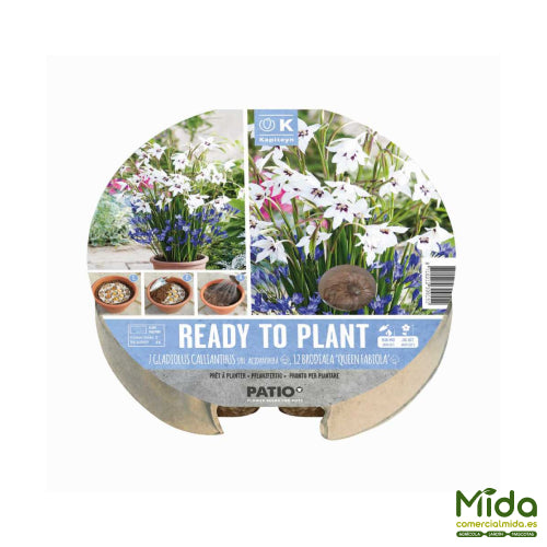 Bulbos Listos para Plantar de Gladiolo Sallianthus Acidenthera y de Triteleia Reina Fabiola