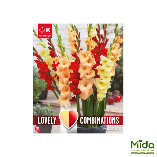 Kapiteyn Bulbos Combinados GLADIOLOS Rojos, Amarillos y Naranjas