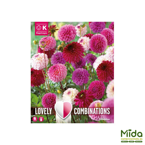 Kapiteyn Bulbos Combinados de DAHLIA POMPON-BALL Rosa y Tonos Púrpura