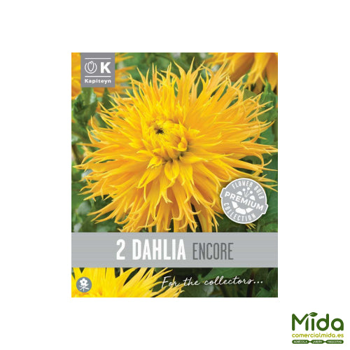 Kapiteyn Bulbos de DAHLIA ENCORE o DALIA DE FLECOS 
