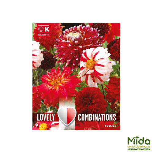Kapiteyn Bulbos Combinados de DAHLIA ROJA y TONOS BLANCOS