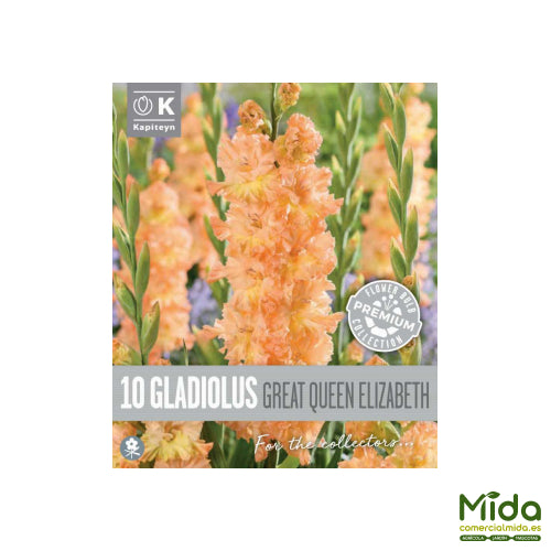 Kapiteyn Bulbos de GLADIOLOS RUFFLED GREAT QUEENELIZABETH