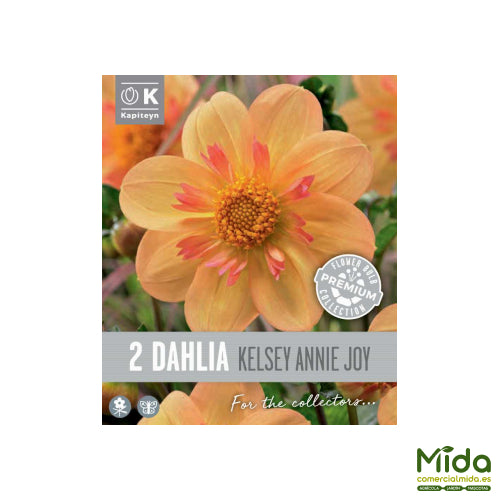 Kapiteyn Bulbos de DAHLIA COLLERETTE KELSEY ANNIE JOY