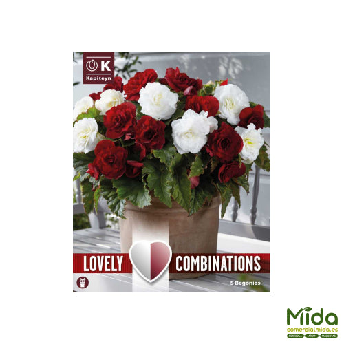 Bulbos Kapiteyn Combinados de BEGONIAS Dobles Rojo Oscuro y Blanco