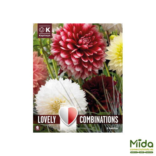 Kapiteyn Bulbos Combinados DAHLIA FIMBRIATA ROJO Y BLANCO