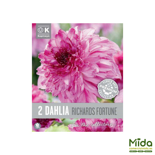 Kapiteyn Bulbos de DAHLIA RICHARDS FORTUNE