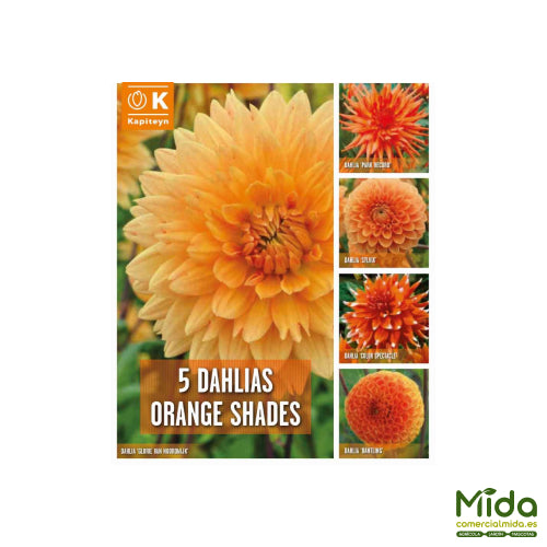 Kapiteyn Bulbos Combinados de DAHLIAS con Tonos Narajas