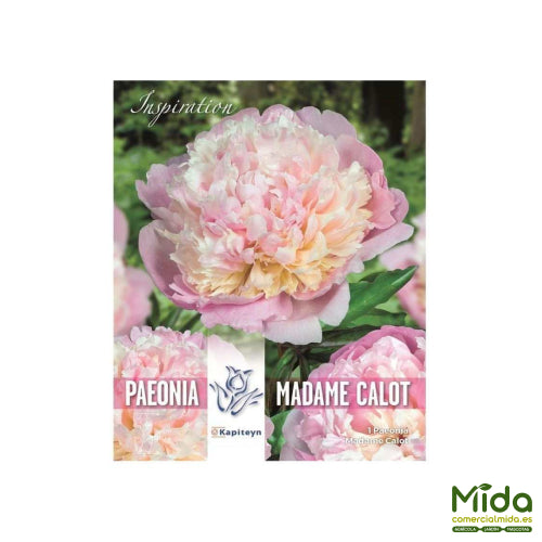 Kapiteyn Bulbos de PEONIA MADAME CALOT HIGHTLY FRAGRANT CLASSIC VARIETY FROM 1850