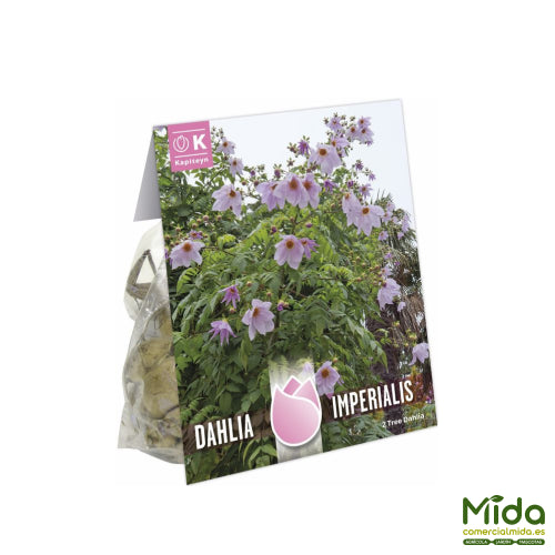 Bolsa ade Bulbos Kapiteyn DALIA IMPERIAL, Tallo Bamboo o Árbol Dalia con Flores Rosas