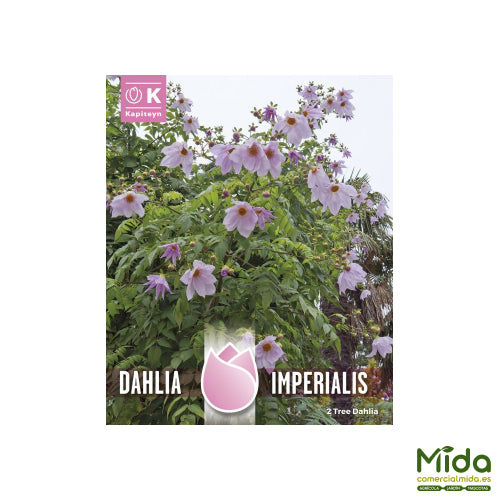 Kapiteyn Bulbos DALIA IMPERIAL Flores Rosas