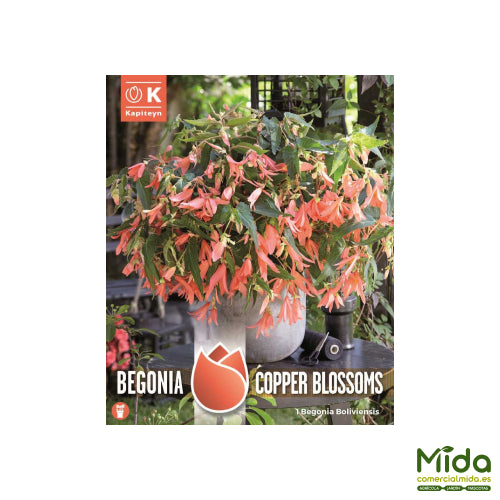 Kapiteyn Bulbos de BEGONIA BOLIVIENSIS o BOLIVIANA Flores cobre y rica floración