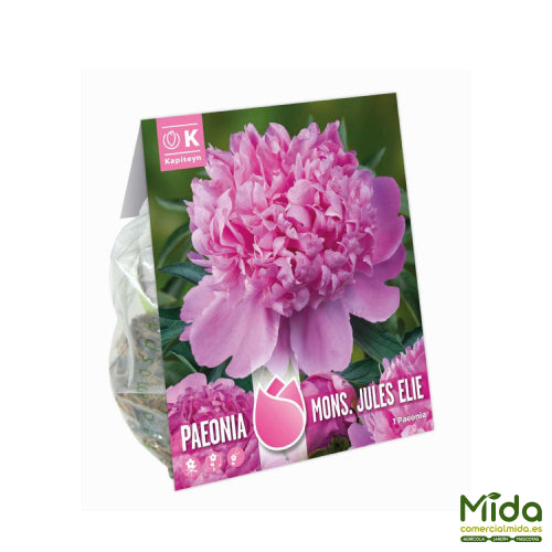 Bolsa de Bulbos de PEONIA MONS.JULES ELIE - Alta Fragancia