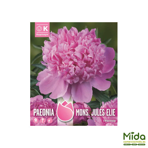 Bulbos de PEONIA MONS.JULES ELIE - Elevada Fragancia