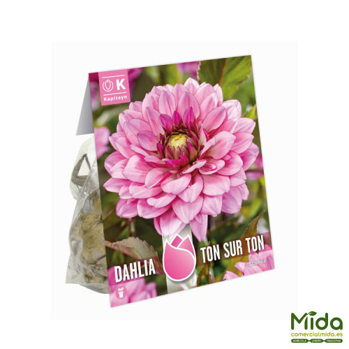 Bolsa de Bulbos de DAHLIA TON-SUR-TON, Tono Sobre Tono, Rica Floración