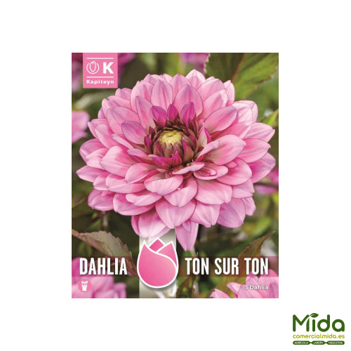 Bulbos de DAHLIA TON-SUR-TON, Tono Sobre Tono, Rica Floración