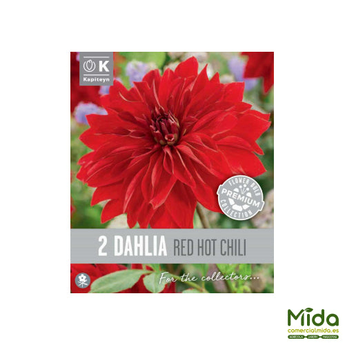 Kapiteyn Bulbos de DAHLIA DECORATIVA RED HOT CHILI o Rojo Intenso