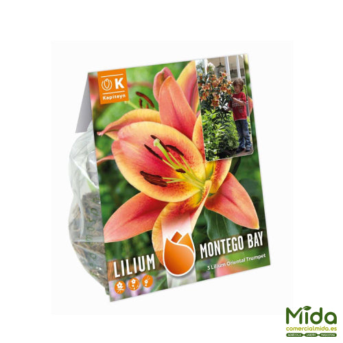 Bolsa de Bulbos de LIRIO MONTEGO BAY con tallos altos  flores muy aromáticas