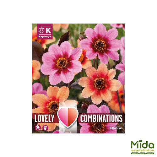Kapiteyn Bulbos Combinados de DAHLIA HAPPY SINGLE Rosa y Naranja