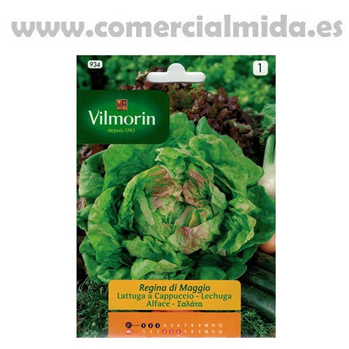 Semillas de LECHUGA REINA DE MAYO Vilmorin 7g